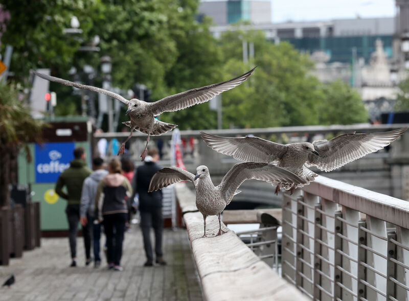 Seagulls fight for food on Dublin's boardwalk. Photograph: Sam Boal / RollingNews.ie