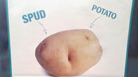 Only in Ireland could you use potatoes to explain medicines
