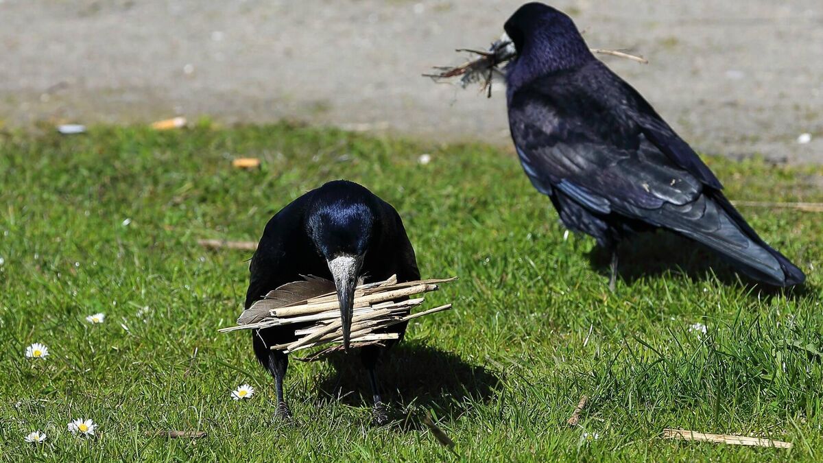 Scary crow isn't scaring the clever crows of Killarney - Vimarsana News