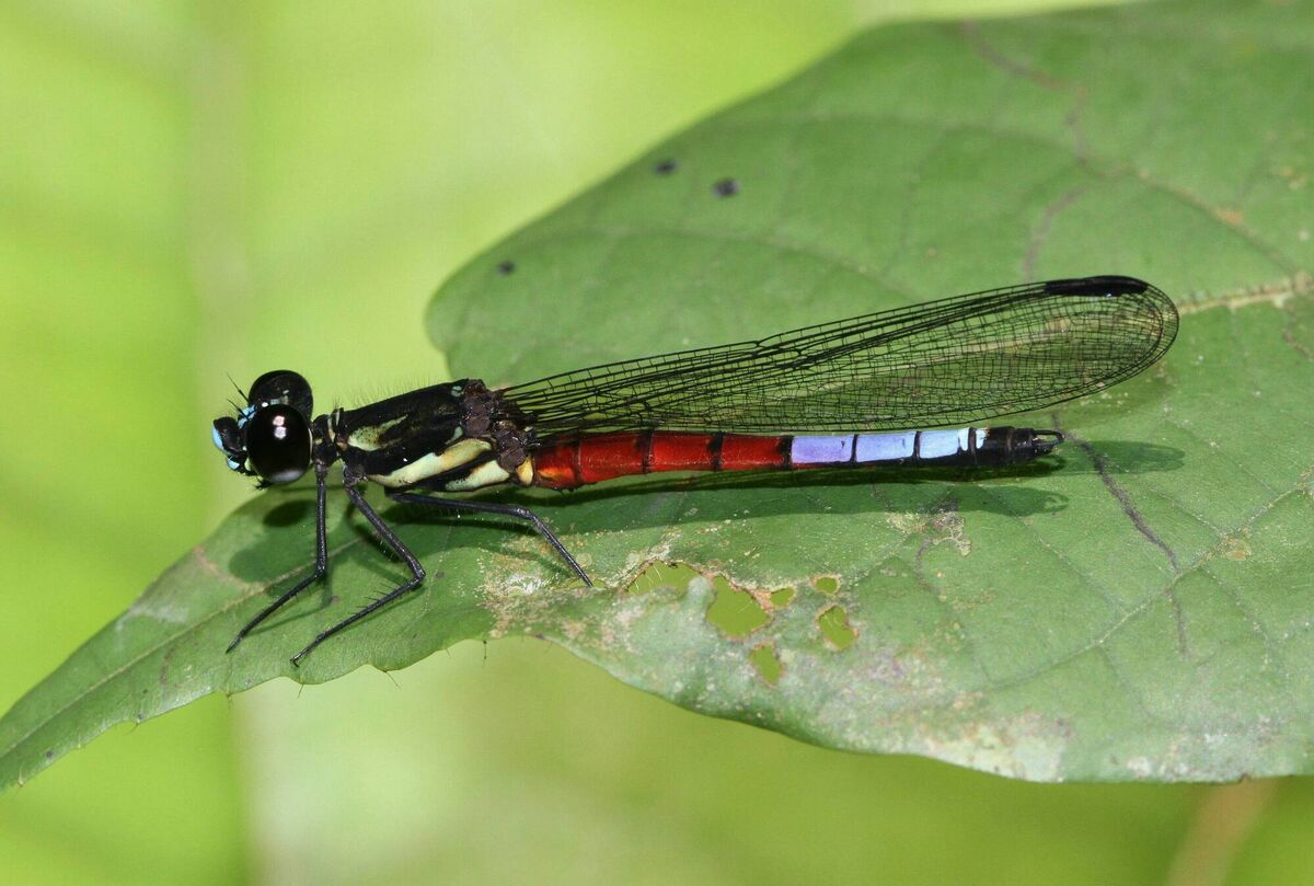 Declines in dragonflies underscore the urgent need to protect wetlands. Picture: Andre Guenther/PA
