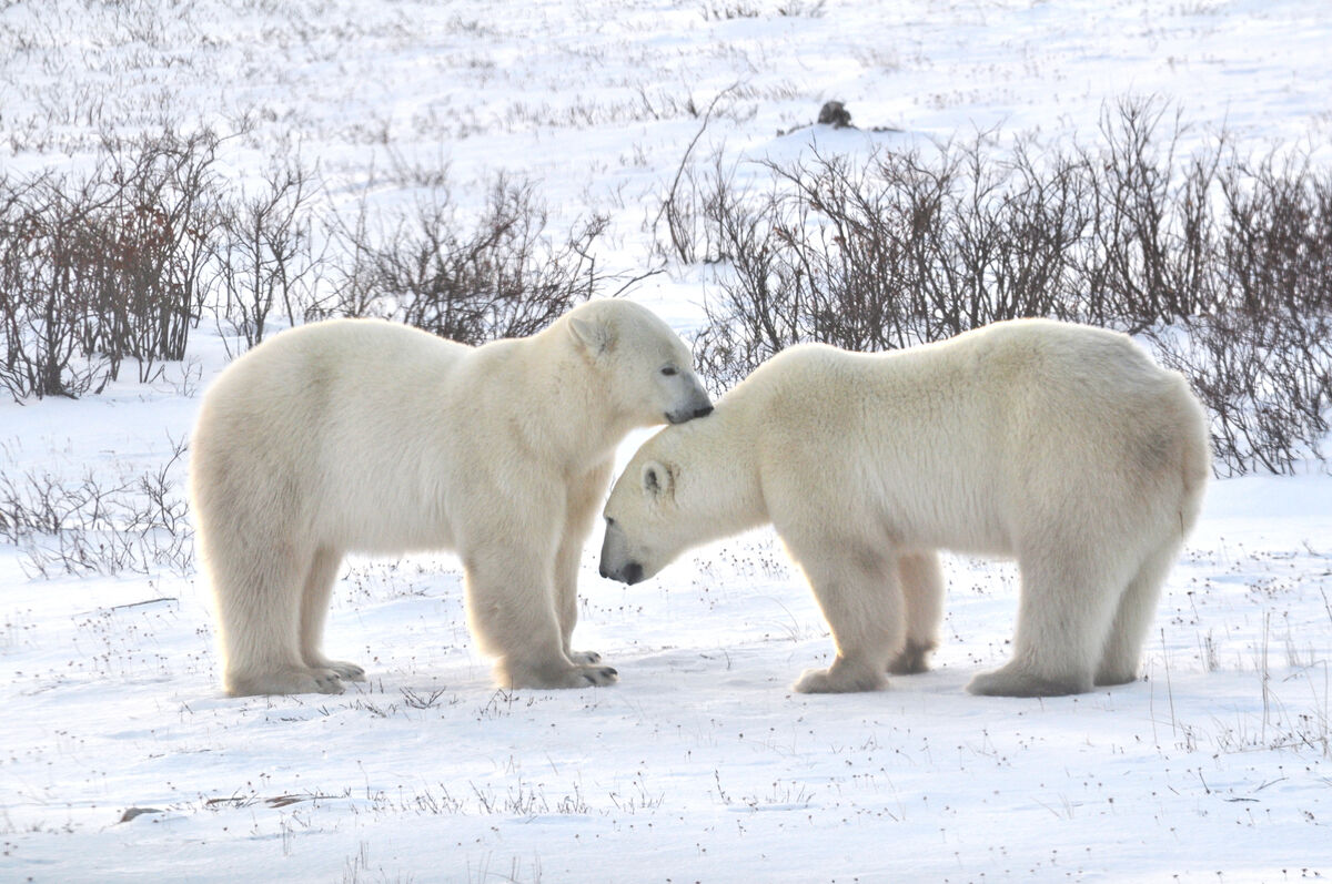 Polar bears on the tundra in Manitoba. Pic: Travel Manitoba Polar bears on the tundra in Manitoba. Pic: Travel Manitoba