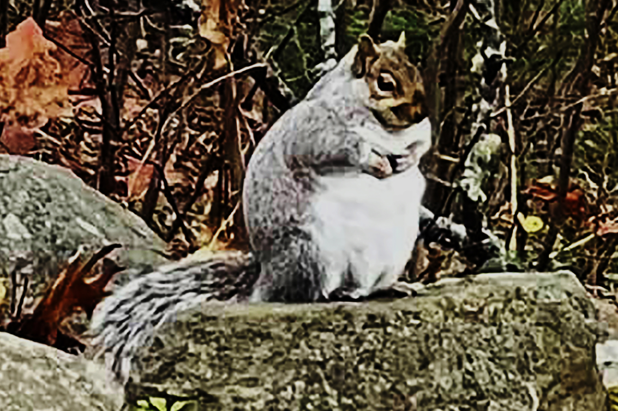 Nut case: Squirrel packs on extra pounds during pandemic