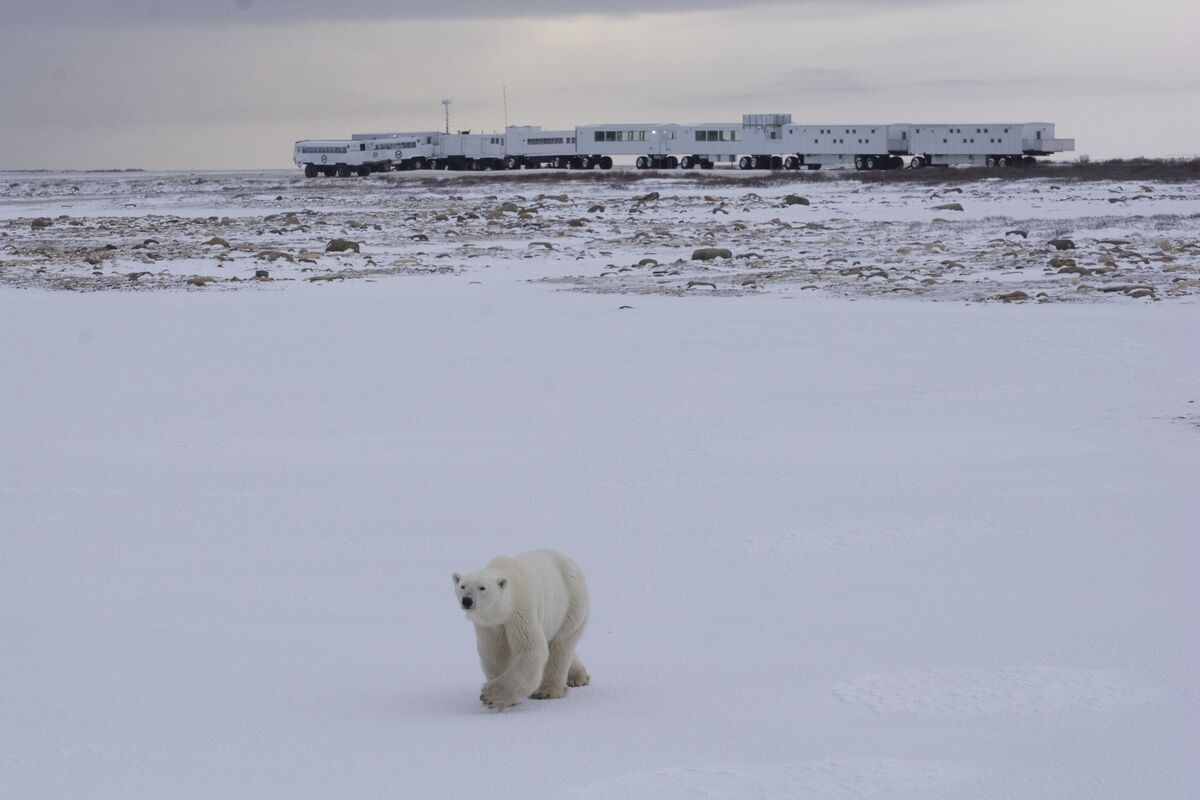 A lone polar bear traverses the tundra. Picture: Frontiers North Adventures/Neil Mumby A lone polar bear traverses the tundra. Picture: Frontiers North Adventures/Neil Mumby