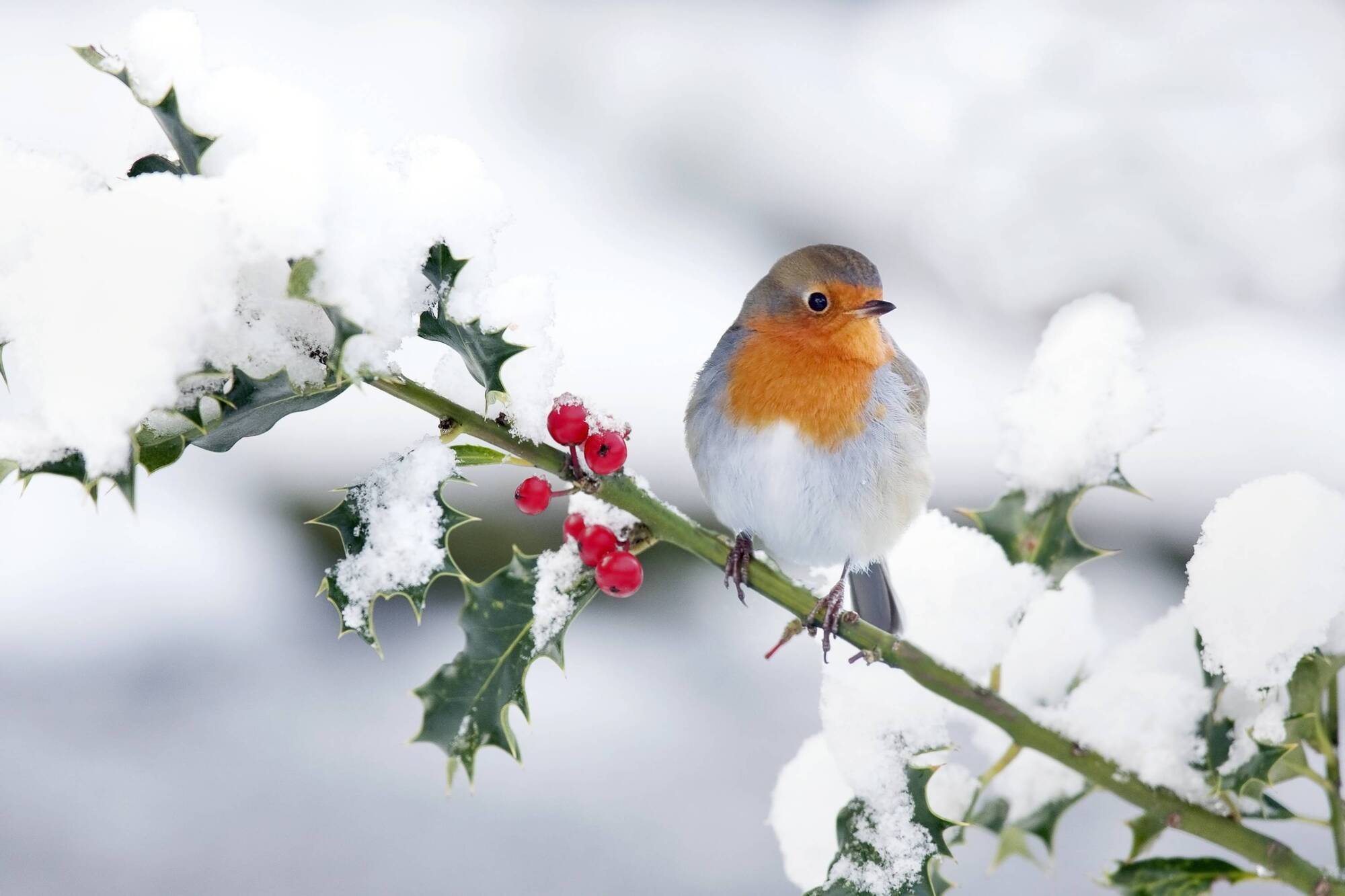 Donal Hickey: Ireland's everlasting love for the Robin