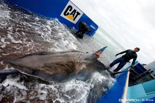 Just when you thought it was safe - great white Lydia on track for Irish shores