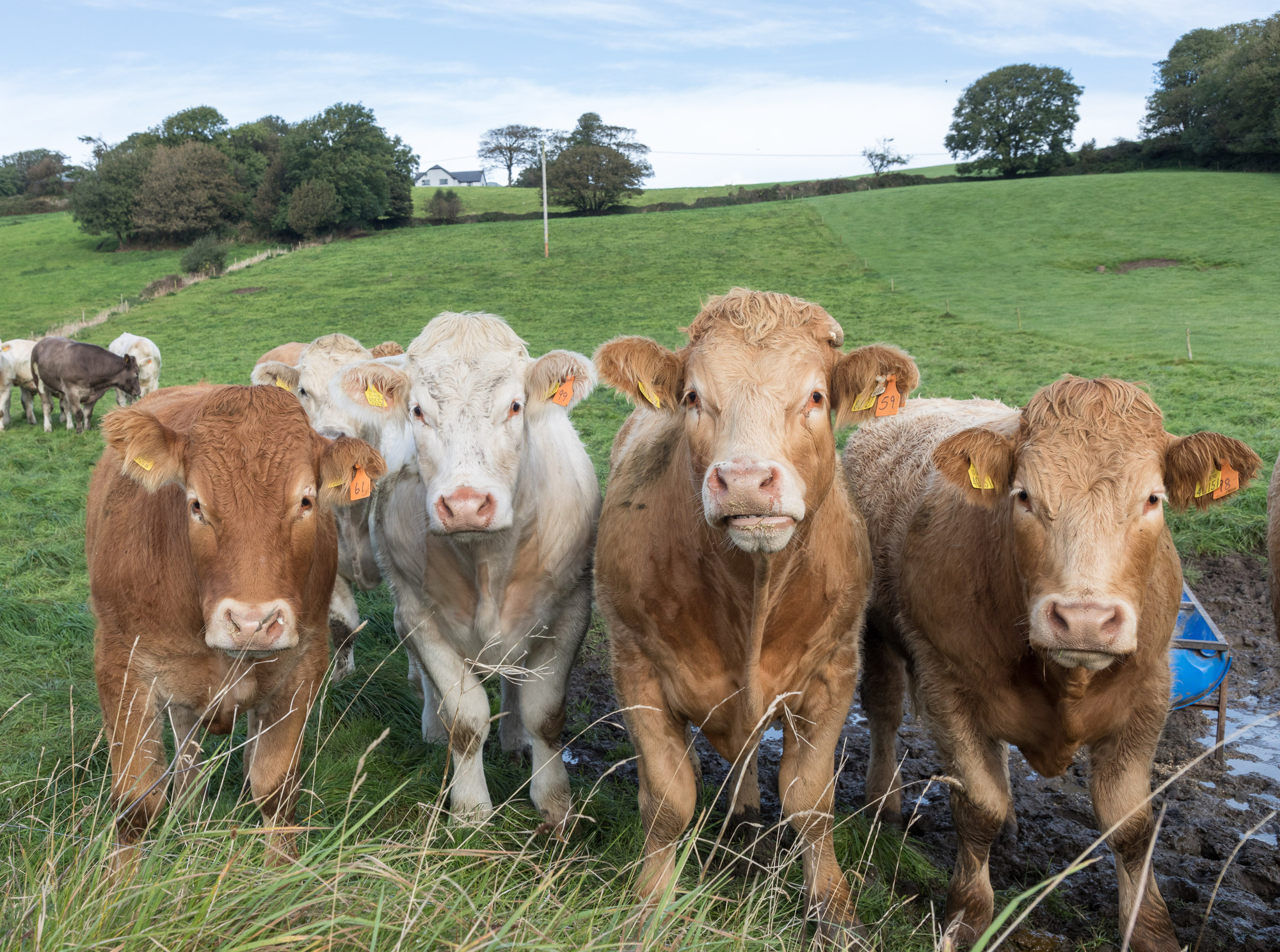 When you add in diesel prices, bale and pit plastic prices and many more increases, then it looks like a tough year ahead. Picture: David Creedon / Alamy Live News