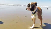 VIDEO: Two-legged boxer pup has best day ever at the beach
