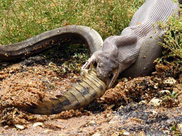 PICTURES: Snake eats whole crocodile for lunch in Australia