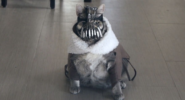 Banecat is completely daft but still very funny