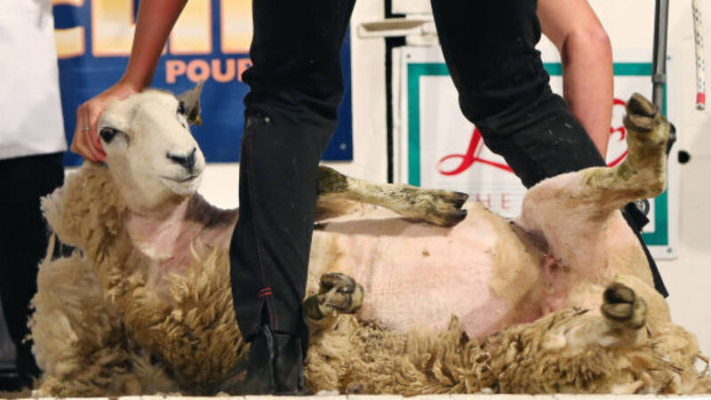 Shear determination at the World Sheep Championships