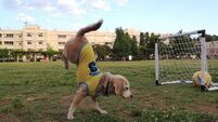 Are you ready for the World Cup? This pooch certainly is