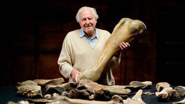 David Attenborough joins an archaeological dig uncovering Britain’s biggest mammoth discovery in almost 20 years. In 2017, in a gravel quarry near Swindon, two amateur fossil hunters found an extraordinary cache of Ice Age mammoth remains and a stone hand-axe made by a Neanderthal. This programme looks at why the mammoths were here and how they died. Could the Neanderthals have killed these Ice Age giants? 