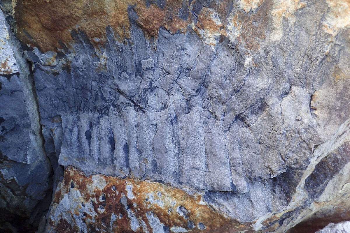 Photo issued by Cambridge University of the Arthropleura fossil at Howick beach in Northmberland. The section of exo-skeleton dating back 326 million years was made by chance on a walk on a Northumberland beach at Howick. Picture: Neil Davies/PA Wire Photo issued by Cambridge University of the Arthropleura fossil at Howick beach in Northmberland. The section of exo-skeleton dating back 326 million years was made by chance on a walk on a Northumberland beach at Howick. Picture: Neil Davies/PA Wire