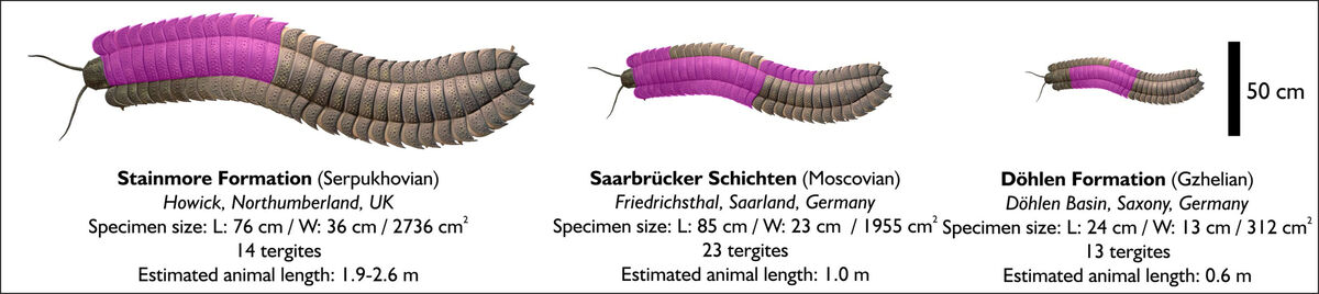 The remains of the creature discovered date from the Carboniferous Period, more than 100 million years before the Age of Dinosaurs. At the time, Great Britain lay near the Equator and enjoyed warm temperatures. Picture: J.W. Schneider/TU Bergakademie Freiberg/PA Wire The remains of the creature discovered date from the Carboniferous Period, more than 100 million years before the Age of Dinosaurs. At the time, Great Britain lay near the Equator and enjoyed warm temperatures. Picture: J.W. Schneider/TU Bergakademie Freiberg/PA Wire
