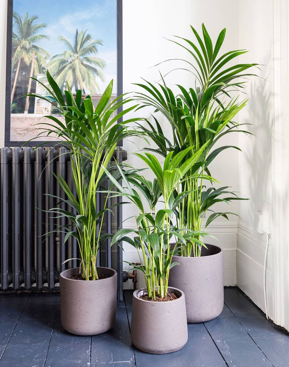 Kentia palms. Picture: The Stem/PA Kentia palms. Picture: The Stem/PA