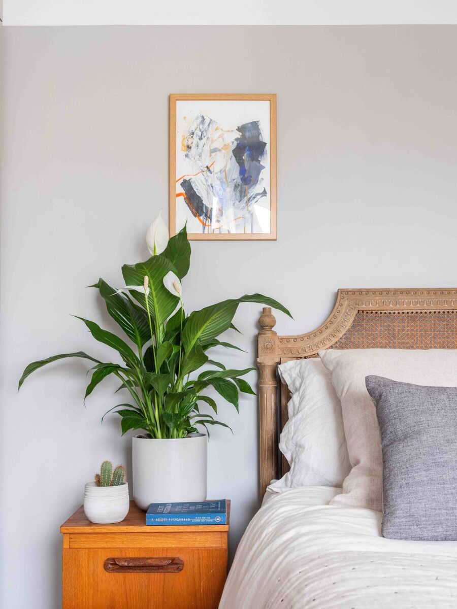 A peace lily. Picture: The Stem/PA A peace lily. Picture: The Stem/PA