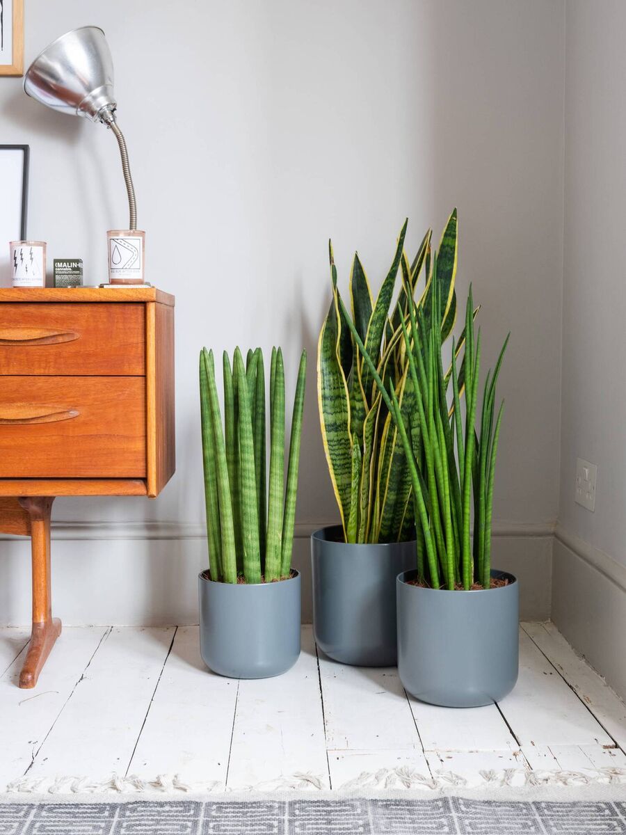 Snake plants. Picture: The Stem/PA Snake plants. Picture: The Stem/PA