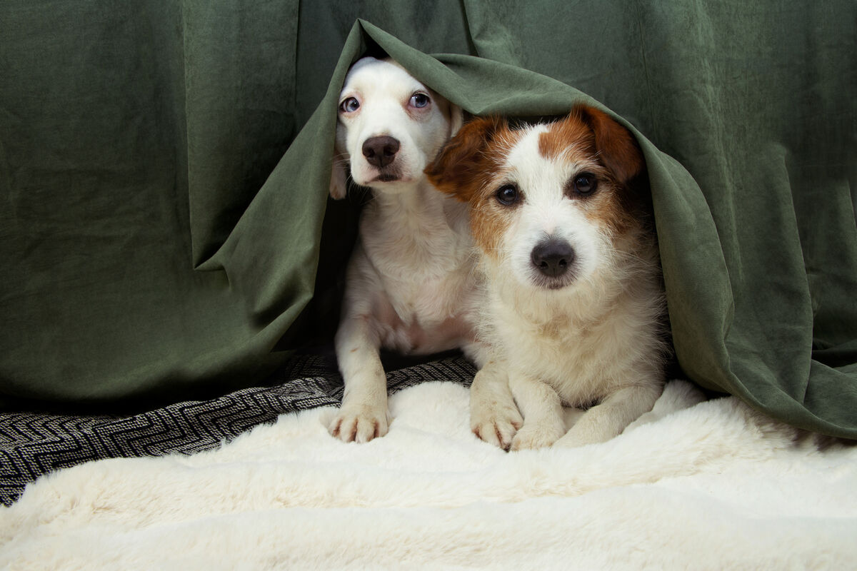 Organisers of tomorrow night's show are advising domestic pets be kept indoors for the show's duration.