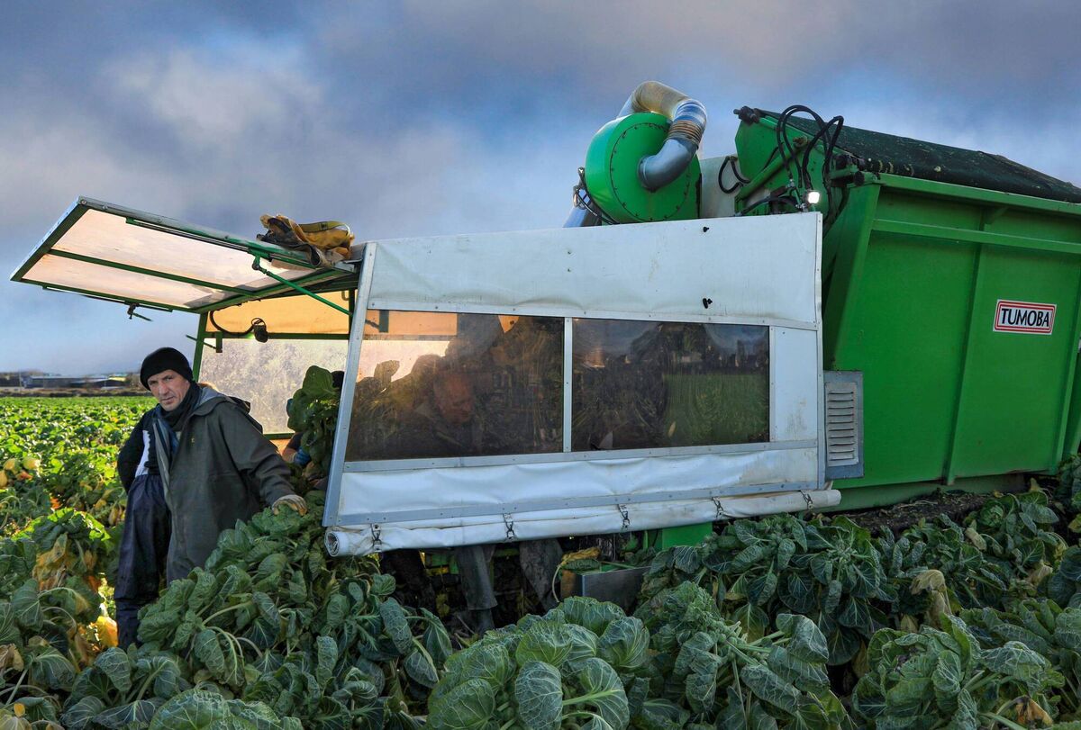 Harvesting time at Ballygarron Farm, owned by Hanifans, the Spa, Tralee, Co. Kerry. The harvesters will prepare at least 135 tons of the much divided and misunderstood vegetable - Brussels Sprout for Christmas traditional dinner. Harvesters include Trazhim Prengzn, left, Laurence O'Connor, Dorde Zekic, Peadar Ó Cronin, Oltion Qose. Photo: Valerie O'Sullivan