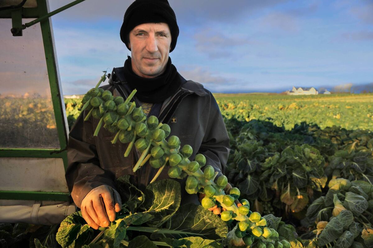 Brussels Sprout for Christmas traditional dinner. Harvester, Trazhim Prengzn, preparing the sprout plant for cutting. Photo: Valerie O'Sullivan