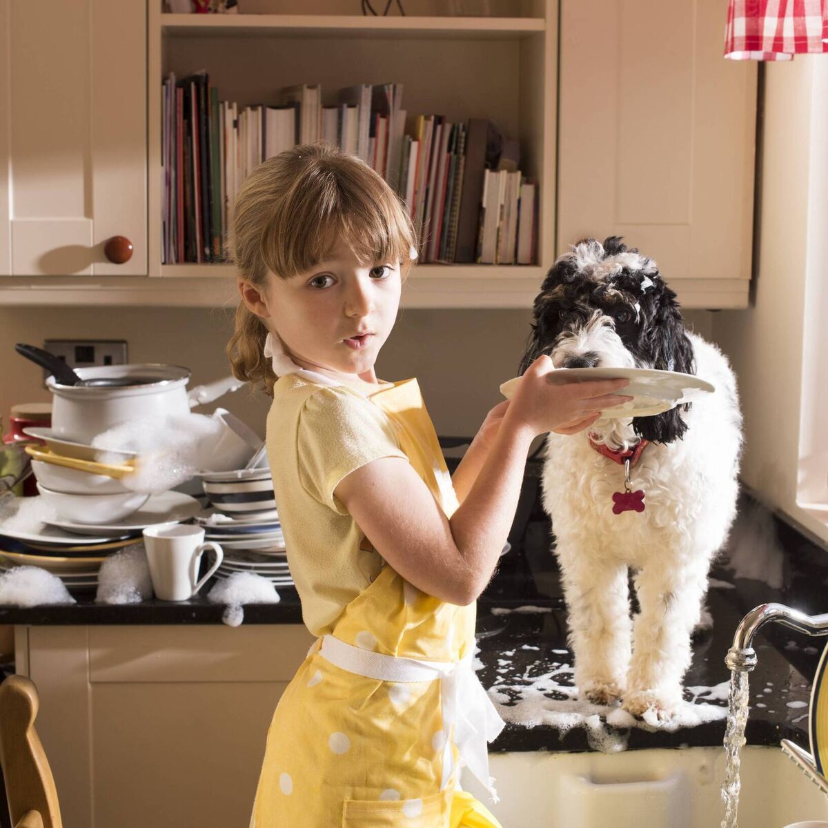 Is It Safe To Let A Dog Lick Your Plate