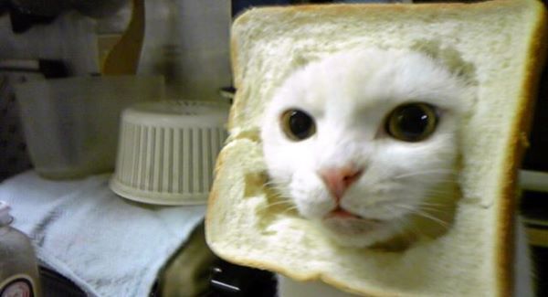 Unfortunate cat becomes TV star, thanks to run-in with bakery