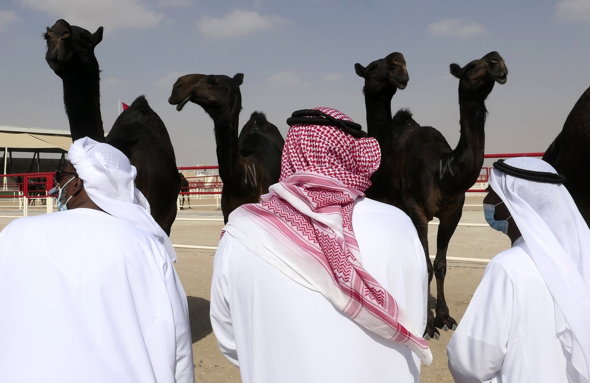 Camels compete in UAE desert for beauty contest crown