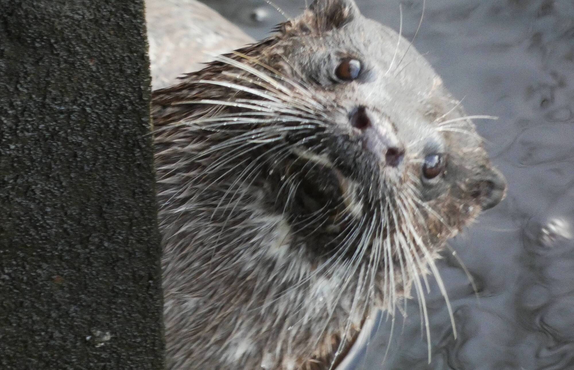 Ireland a stronghold for otters thanks to work of voluntary groups