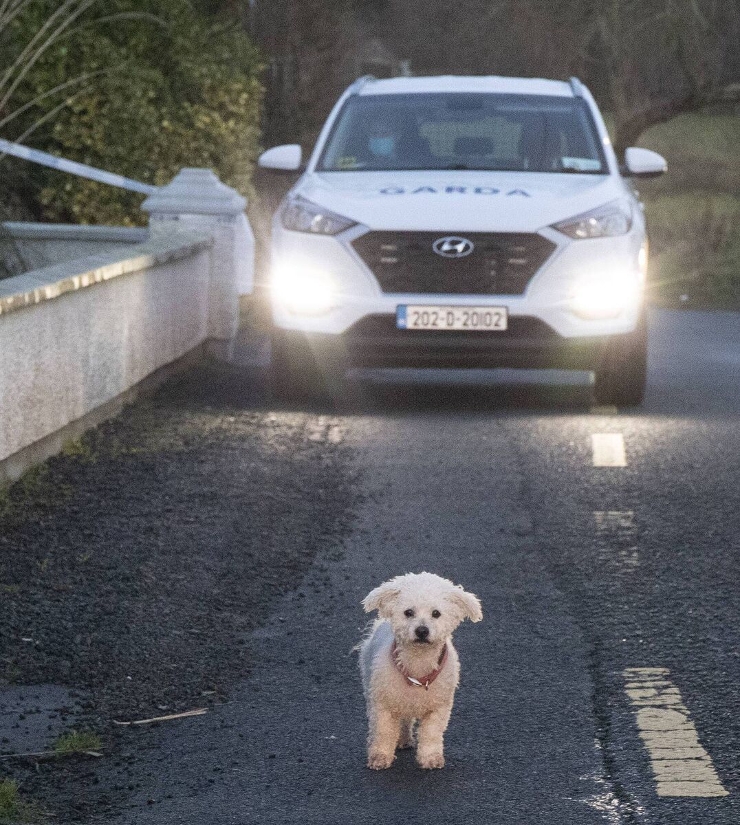 The family dog wandering around at the scene of the tragedy at Windy Hall, Letterkenny where Daniel Duffy and his son Damian lost their lives. Photo: NW Newspix