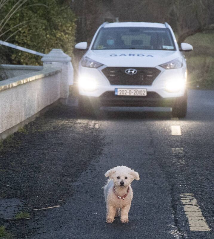 The family dog wandering around at the scene of the tragedy at Windy Hall, Letterkenny where Daniel Duffy and his son Damian lost their lives. Photo: NW Newspix