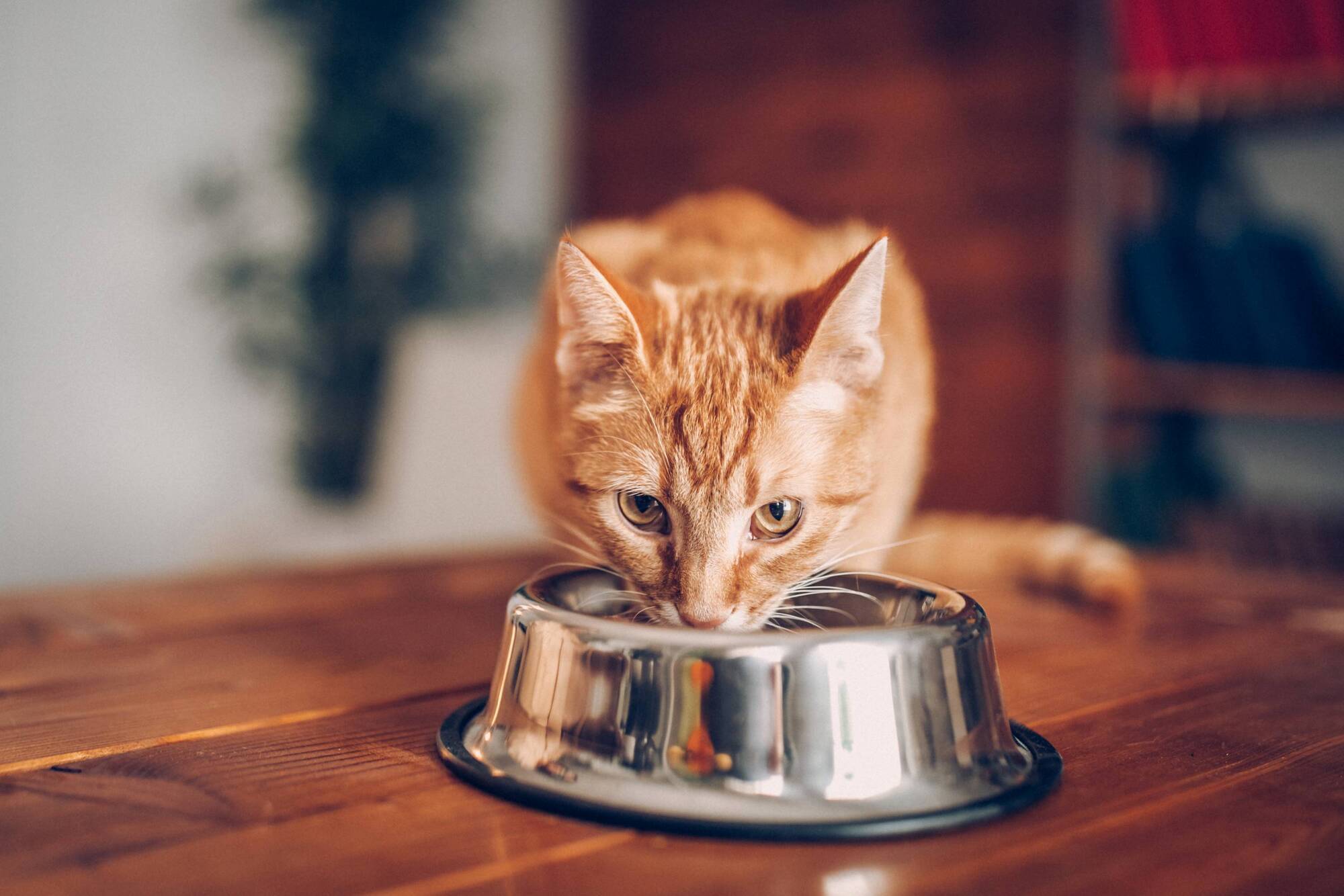 Would you feed crickets to your pet? Why insect-based pet food could become all the buzz
