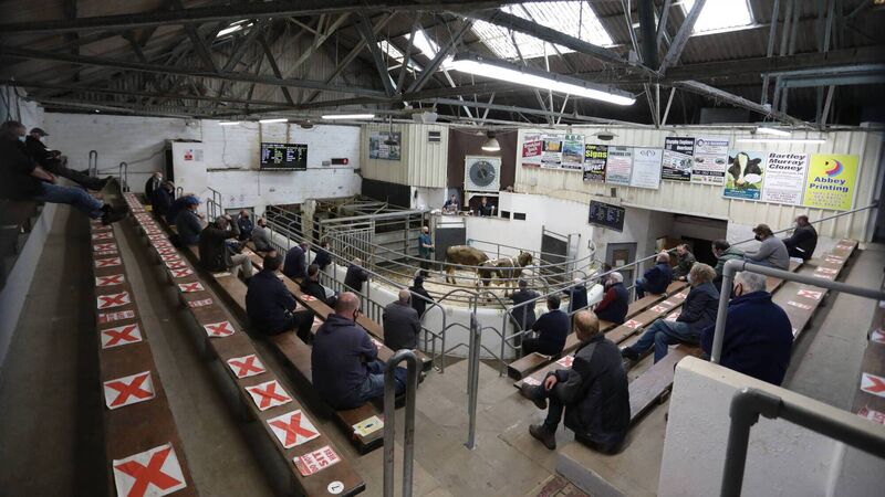 Denis Lehane's top tips for mart success in 2022 Denis Lehane's top tips for mart success in 2022