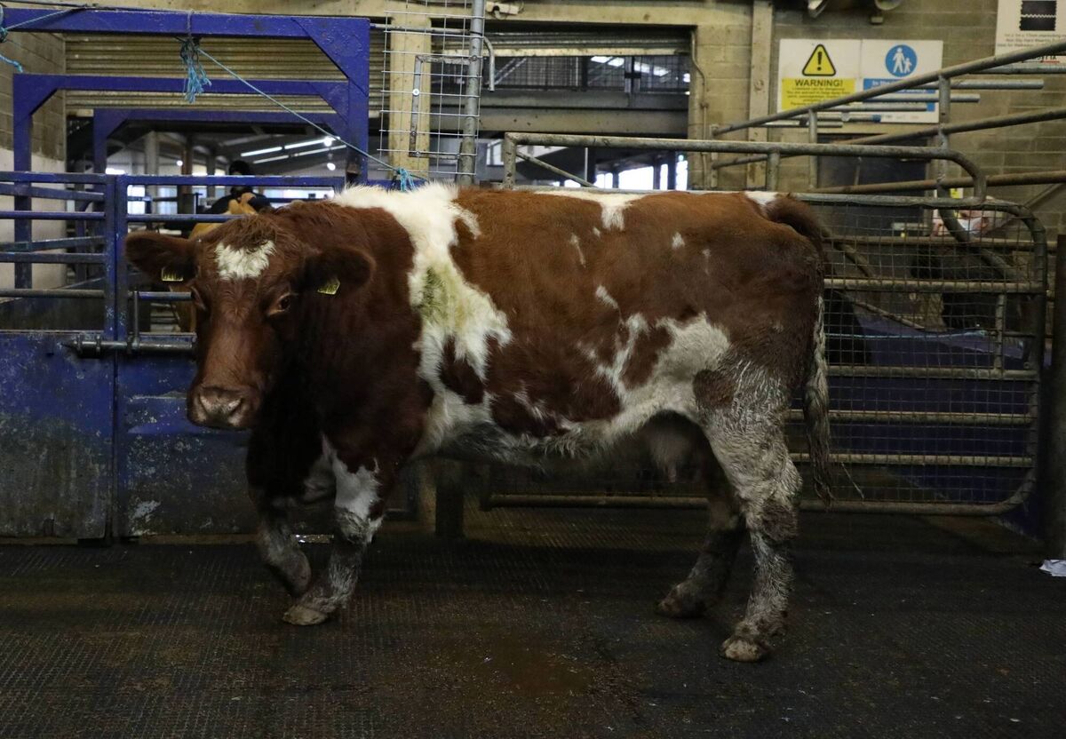 A Shorthorn dry cow born in January and now weighing 735kg that sold for €1,370 at Roscrea Mart last week. You don't have to wait until the marts reopen to make a cattle purchase. Picture: James Treacy