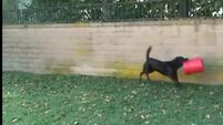 This dog really loves his bucket