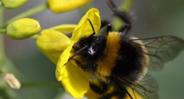 Fat bumblebees are invading our gardens! Kind of…