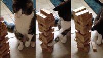 This cat is better than you at Jenga