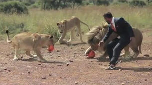 VIDEO: Man plays football with some wild lions