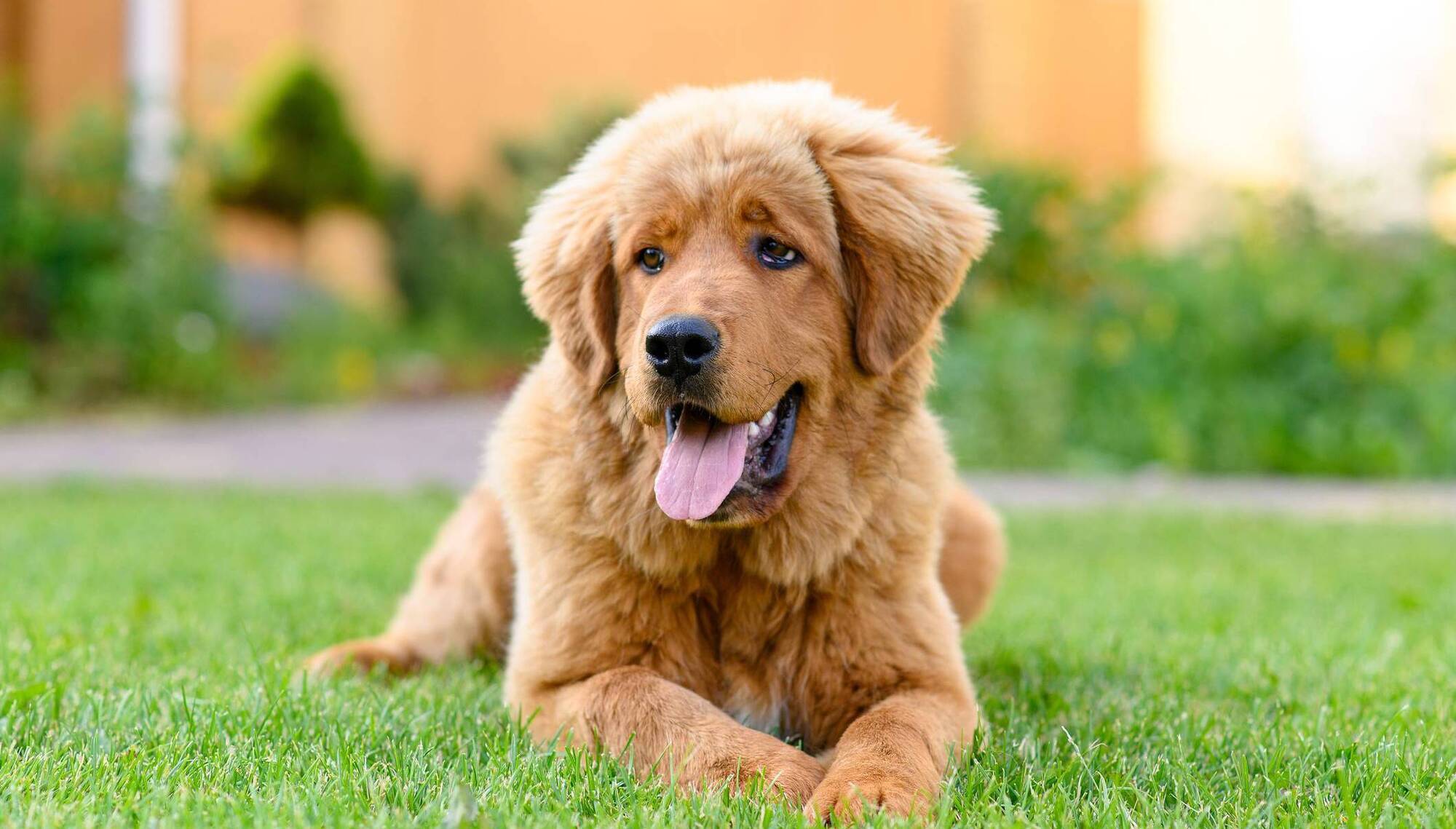 Pete the Vet: When dogs swallow objects that obstruct their digestive tract