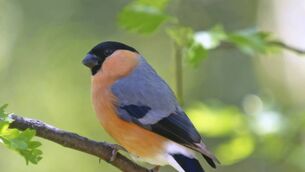 <p>Both Queen Victoria and Tsar Nicholas II had<br class="HardReturn"/>singing bullfinches.</p>