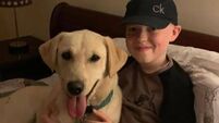 Continuing Cian's journey: New initiative will allow pets to visit sick children in hospital