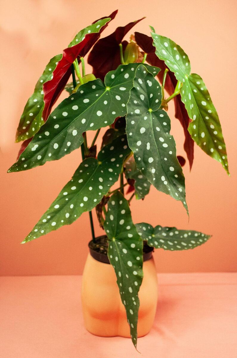 A polkadot begonia. Picture: Friends Or Friends/PA A polkadot begonia. Picture: Friends Or Friends/PA