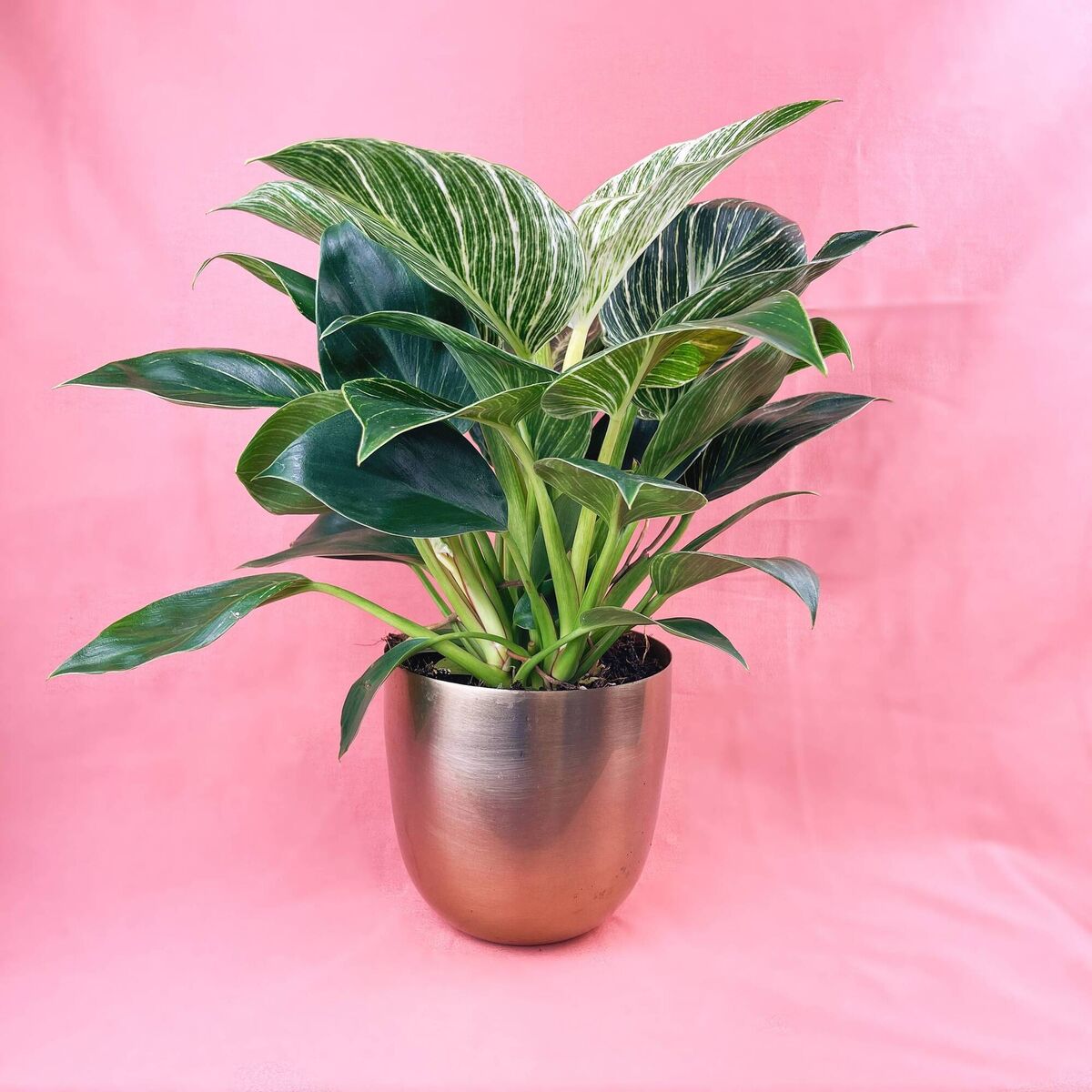 A Philodendron Birkin. Picture: Friends Or Friends/PA A Philodendron Birkin. Picture: Friends Or Friends/PA