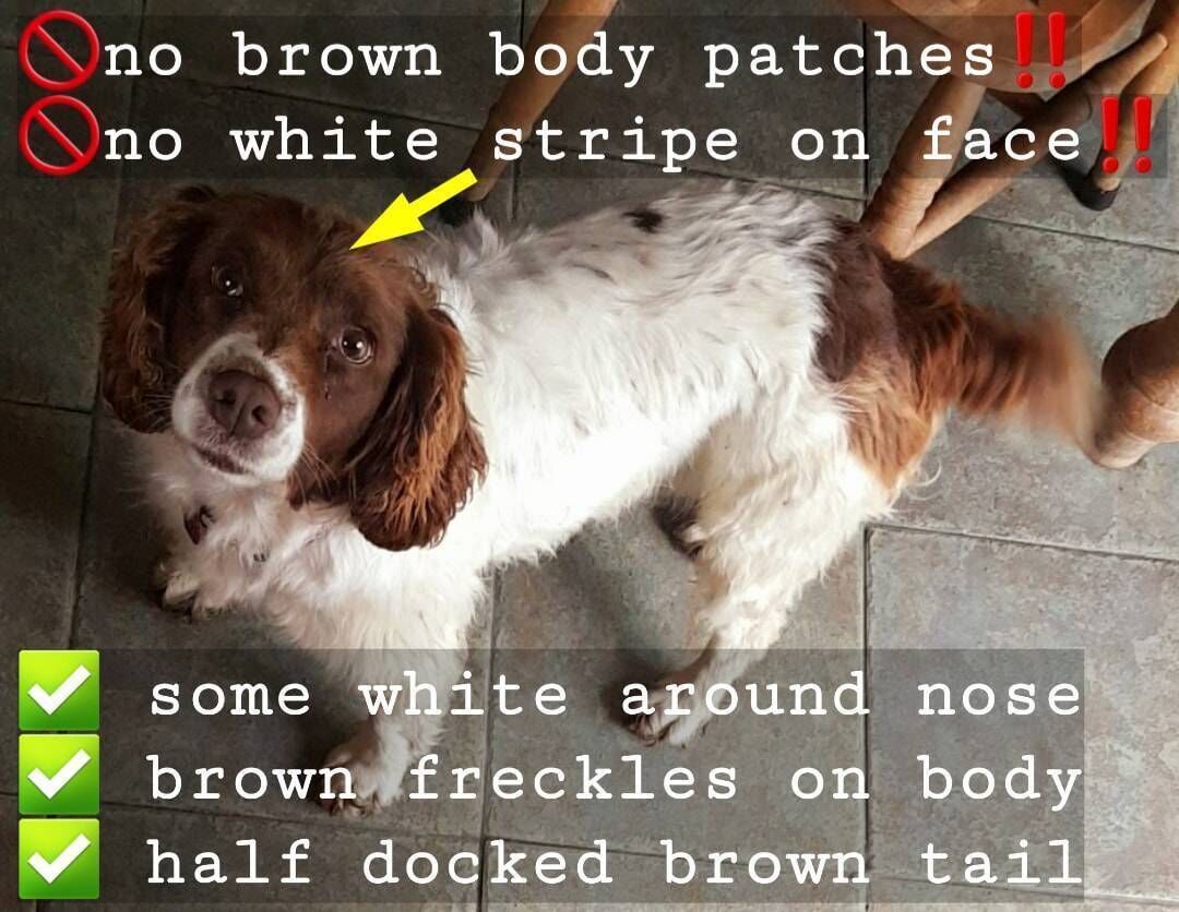 Molly is now 11 years old Molly is now 11 years old