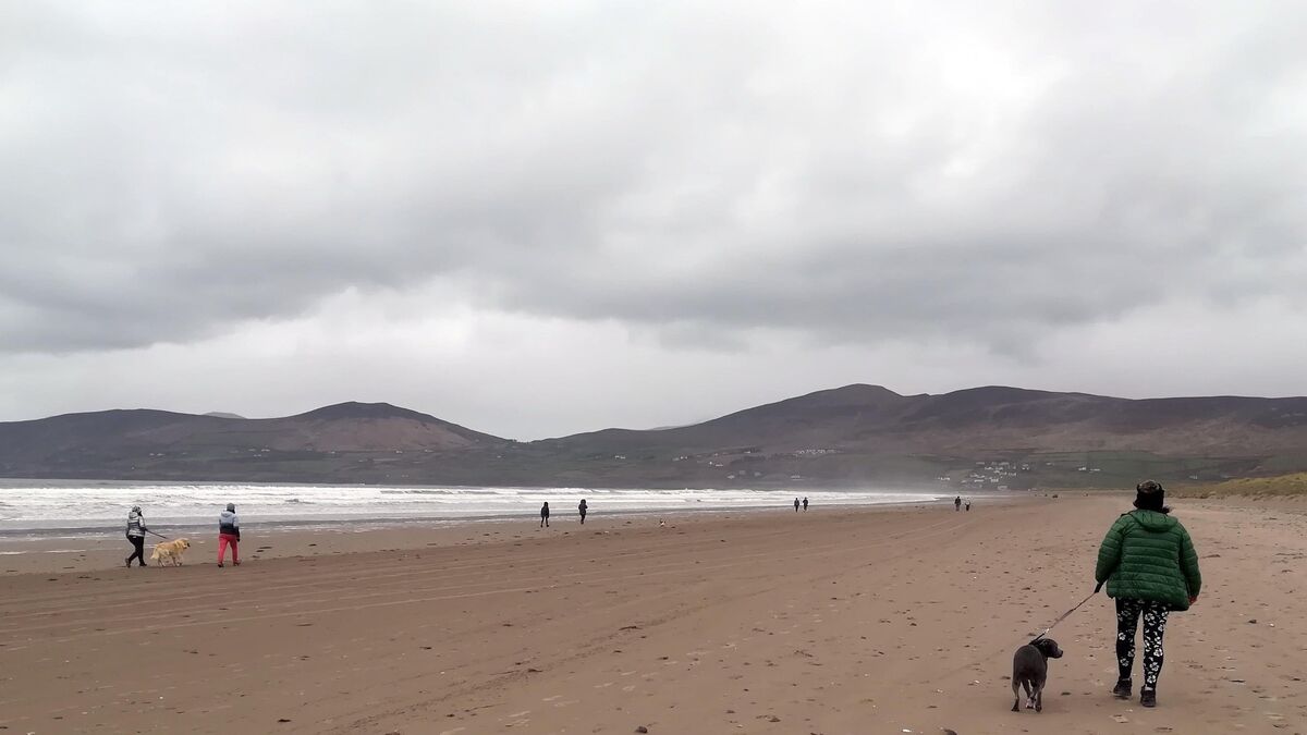 Dogs and horses could be banned from Kerry beaches in effort to retain blue flag status - Vimarsana News