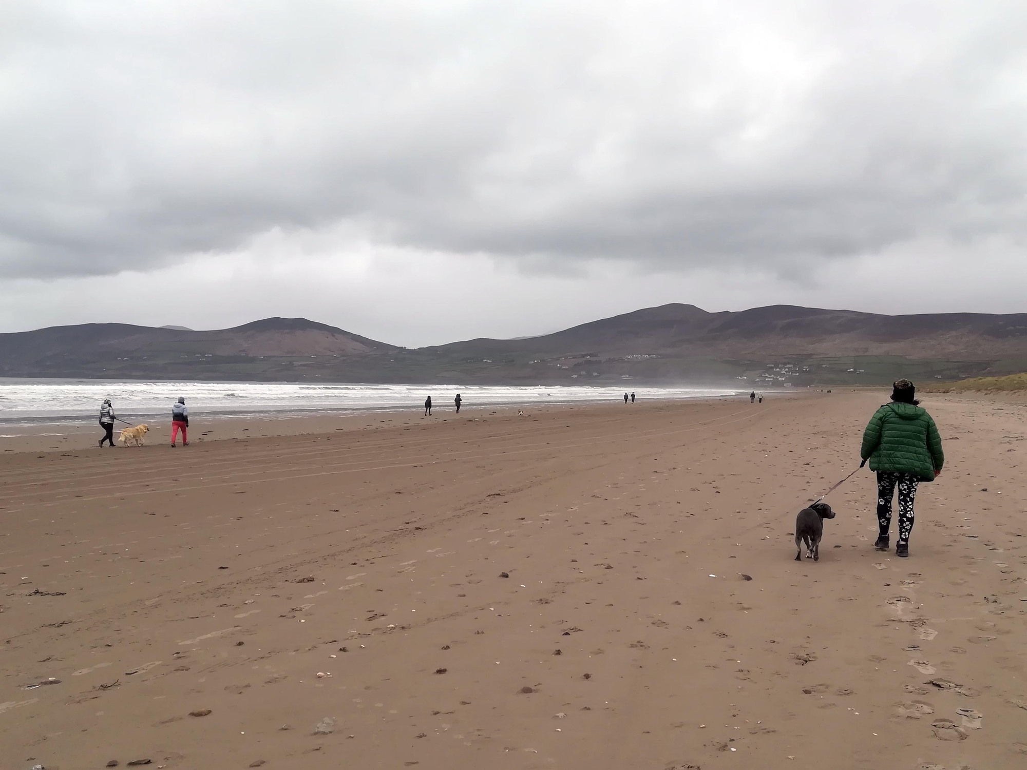 Dogs and horses could be banned from Kerry beaches in effort to retain blue flag status