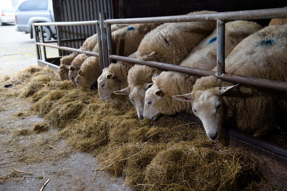 The O’Leary farm averages 2.3 lambs per mature ewe, with lambs weaned per ewe mated of around two lambs per ewe.