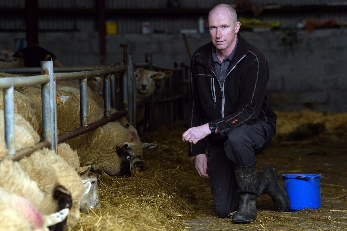I’ve been trying to improve the flock and its performance every year - you always need to keep learning with farming.