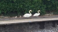 'Cygnet fault' causes Dublin train delays