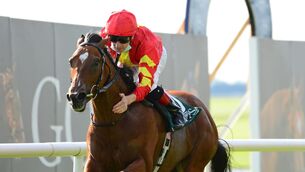 <p>Thunder Moon hasn't won a race since landing the spoils in the 2020 National Stakes at the Curragh. He should put that right at Dundalk on Friday. Picture:Healy Racing</p>