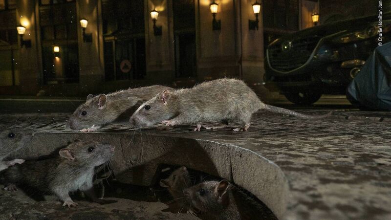 Maeve Higgins: Well, if this ain’t a bummer — rats in the toilet is no urban myth... I know Maeve Higgins: Well, if this ain’t a bummer — rats in the toilet is no urban myth... I know
